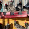 maga pigeons