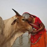 Indian government asks people to hug cows on Valentine’s Day